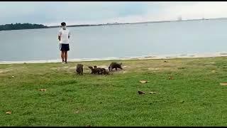 Family of otters at ECP