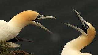 RSPB Bempton: Seabird Dramas Unfold on Cliffs | 4K | Yorkshire | Wild Travel | Robert E Fuller