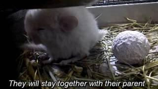 Pets Star Homo Beige Baby Chinchilla