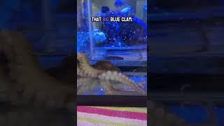 My octopus loves to ride around the house!