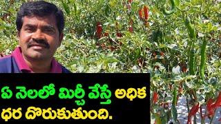 Mirchi Crop In Telugu|Mirchi Cultivation|Mirchi Farming|Mirchi Sagu|మిర్చీ పంట.