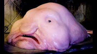 Blobfish - Deepsea Oddities