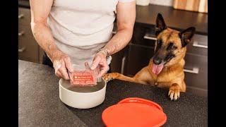 Does a Raw Food Diet For Your Dog Actually Increase Lifespan?  | We Feed Raw