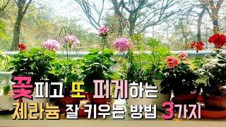 SUB) 아파트 제라늄 꽃 잘 키우는 방법 3가지, 백만송이 피워볼께 |  3 ways to grow geranium flowers in your apartment