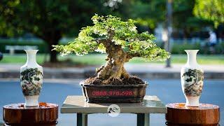 Thọ Bonsai - Cây 44 - Mai Chiếu Thủy Nu Gò Công