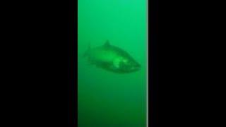 Salmon fishing Olcott New York - Trolling