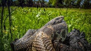 Catching a Monster Bull Snake