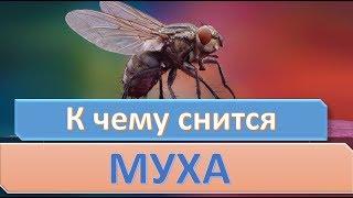 К чему снится МУХА | СОННИК