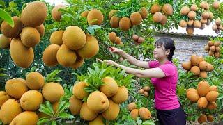 Harvest sapodilla in  forest to sell at the market - cooking in the Wilderness