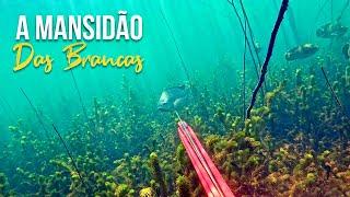 O ENCANTADOR DE TILÁPIAS! Pesca Sub - SubTv Spearfishing