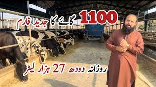 Al Riza Modern Dairy Farm of 1100 Cows