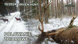 Mazurskie polowanie zbiorowe cz.2 - SUDECKA OSTOJA 10/2024 Driven Hunt in Poland jagd deer