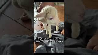 Poor sheep gets rescued #rescue #animalrescue #animalshorts #sheep