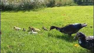 Young muscovy ducks in a rare color