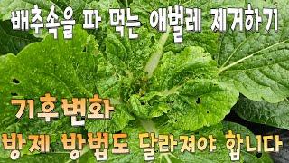 배추 속을 파 먹는 벌레 퇴치 이것을 넣어서 살포해주세요