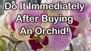 Do this right after purchasing orchids to ensure longevity!