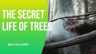 LATEST SCIENTIFIC DISCOVERIES OF TREES & UNCOVER THE SECRETS OF THESE NATURAL WONDERS(‎@Archive360 )