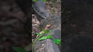 Lizard Lounging! Basking in the Sun on a Log #reptiles