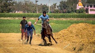 HARNAMPURA || Horse Racing || 18th Feb’25​⁠@marwarihorselovers