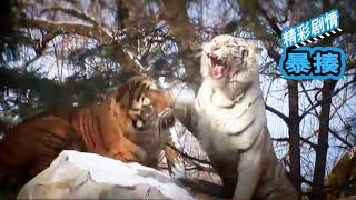 Tiger VS White Tiger, who can win the war