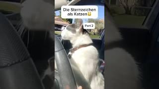 Die Sternzeichen als KatzenPart 2 #sternzeichen #zodiacsigns #funny #cats #fy #viral