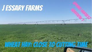 Wheat Hay: Close to cutting time!