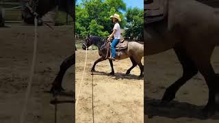 #balance on the #lungeline at a #trot #westernriding #ridinglessons #horse #riding