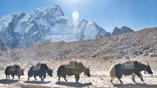 Exploring the Land of Sherpas - Life Under Mount Everest in 4K - 2024