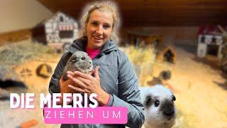 die MEERIS ziehen um  #Winterquartier