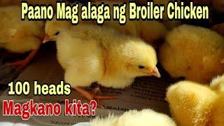 Tips kung Paano mag alaga ng 45 days Broiler Chicken. 30 days lang kikita kana.