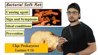 Bacterial soft rot disease in plants