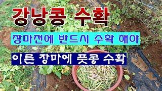 [텃밭농부 1,954]  봄강낭콩 수확. 그리고 저장. 장마전에 따야하는 이유! #강낭콩재배