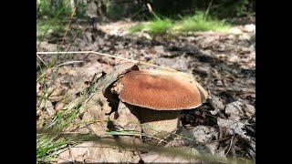 Ładne borowiki, ładny las, grzybobranie i spacer 25.07.2024 Grzyby Boletus Les cepes Porcini