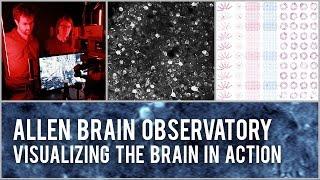 Allen Brain Observatory: Visualizing the brain in action