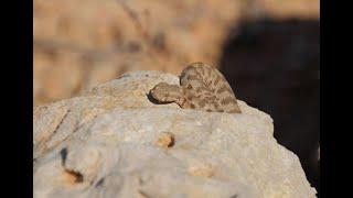 Встреча с гюрзой на Кипре в декабре.  Meeting with a Blunt-nosed Viper in Cyprus in December.