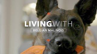 ALL ABOUT LIVING WITH THE BELGIAN MALINOIS