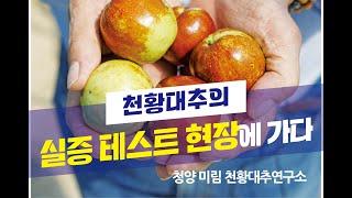 초강전지로 다시 태어난 5년차 천황대추