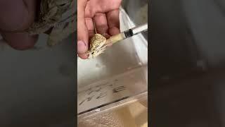 Skinny receiving critical care #explorepage #cute #beardeddragon #shorts #reptile #animals #wow