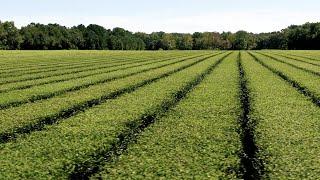 From the Sky | Charleston Tea Garden