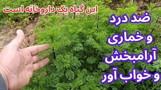 آرامبخش طبیعی و تسکین دهنده قوی برای رفع خستگی ،درد و بیخوابی