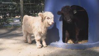 Mini-highland cows welcomed to Hunt Club Farm