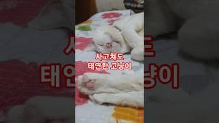 고양이의 로망과 현실 #귀여운고양이 #로망 #현실고증