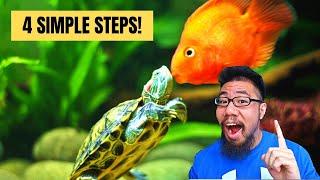 How To Keep Fish With Turtles