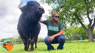 Giant Buffalo Asks For Cuddles Every Day | Cuddle Buddies