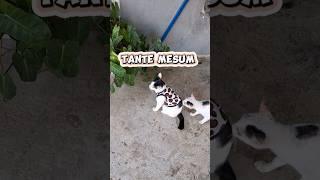 Tante MESUM... #subscribe #cat #funny #trending #shorts