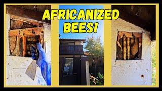 Super Aggressive Africanized Beehive! #bees #nature #honey