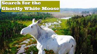 Ghostly White Moose of Northern Ontario | Documentary