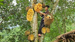 Full video: 100 days of making a living, Harvesting rice gardens, picking jackfruit, selling ducks