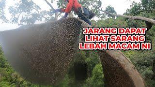 This Is So Rare Beehive!  |  Kesusahan Mencari Madu Lebah eps #286