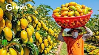 Mangoes Farming - Mangoes Harvesting & Mangoes Drinks Making  | Agriculture Technology